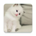 Logo of Cat Wallpapers android Application 