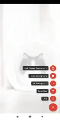 Cat Wallpapers android App screenshot 1